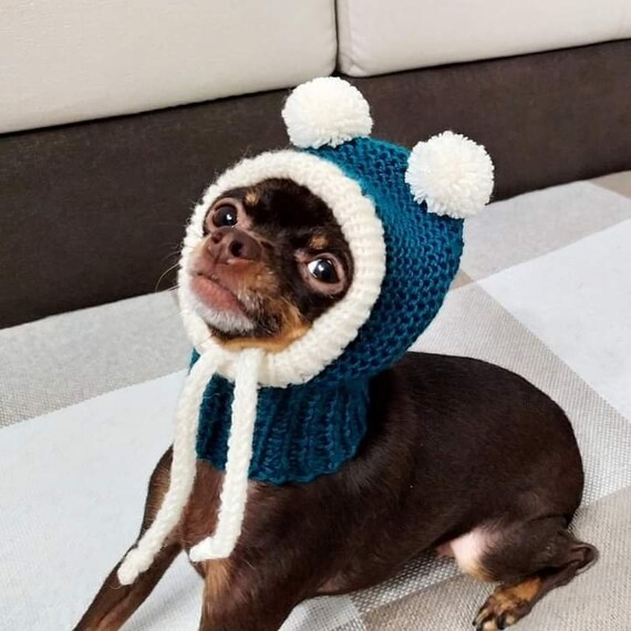oscar the blue chihuahua hat