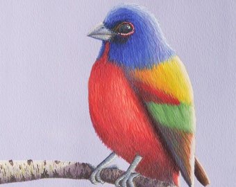 Painted Bunting ~ Watercolor Bird Giclée Art Print, Colorful Songbird, Nature Art Print, Bird on Birch Branch