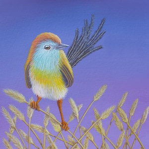 Emu-wren ~ Watercolor Bird Giclée Art Print