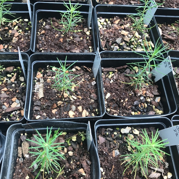 Japanese Black Pine seedlings