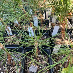 May include: Close-up of several small pine tree saplings in black plastic pots. The saplings are all about the same size and have green needles. The pots are filled with brown soil and some have white labels.