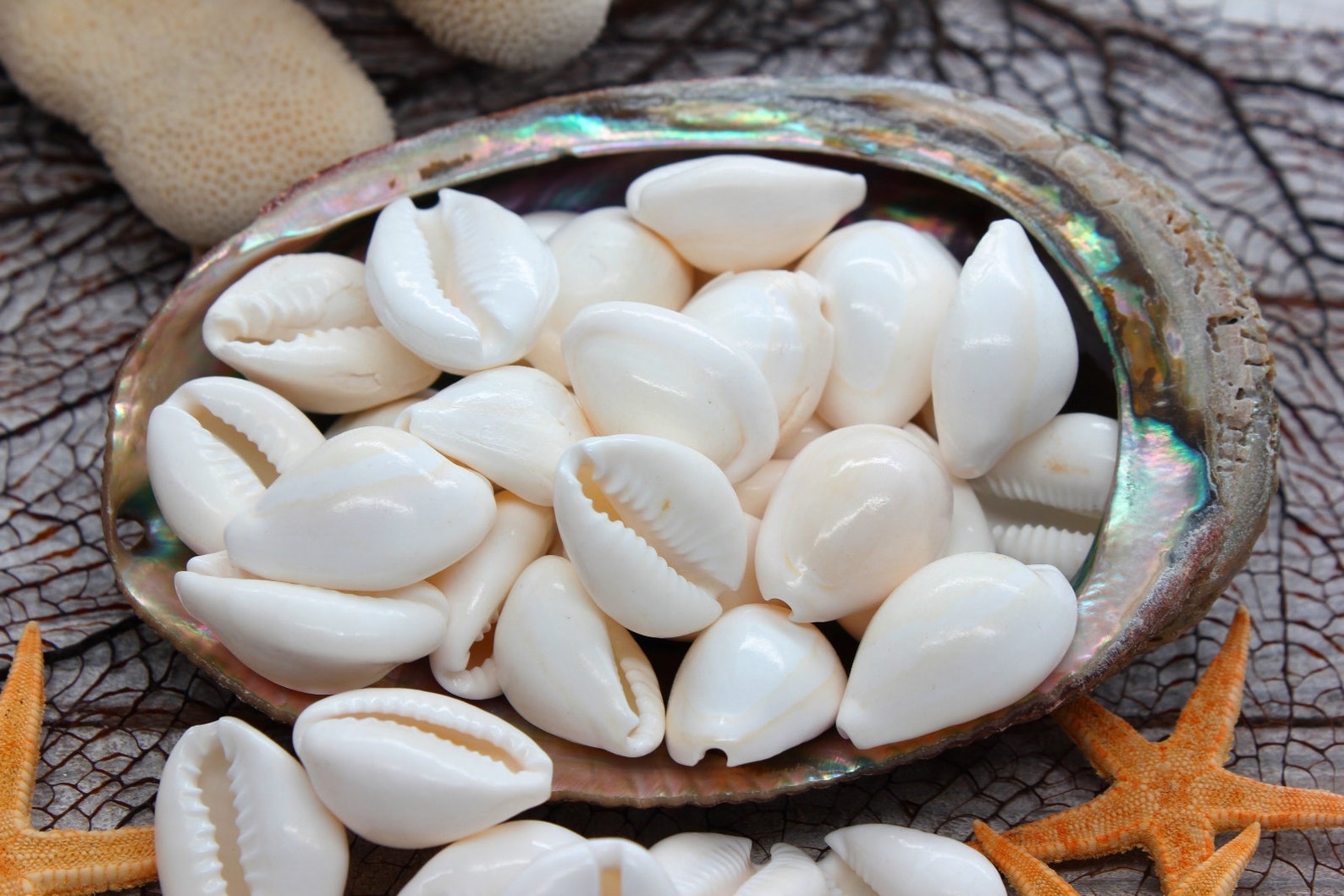 20 White Cowrie Seashells Shells 3/41 Free - Etsy