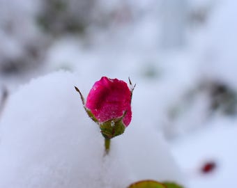 Blooming rose in the first snowfall
