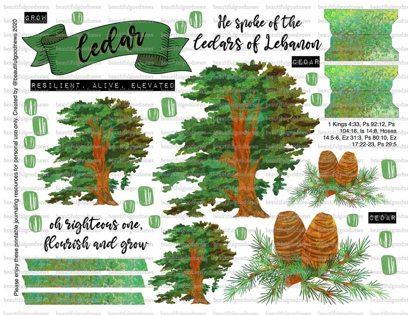 Cedar Trees of the Bible beautifulgoodnews bible Etsy