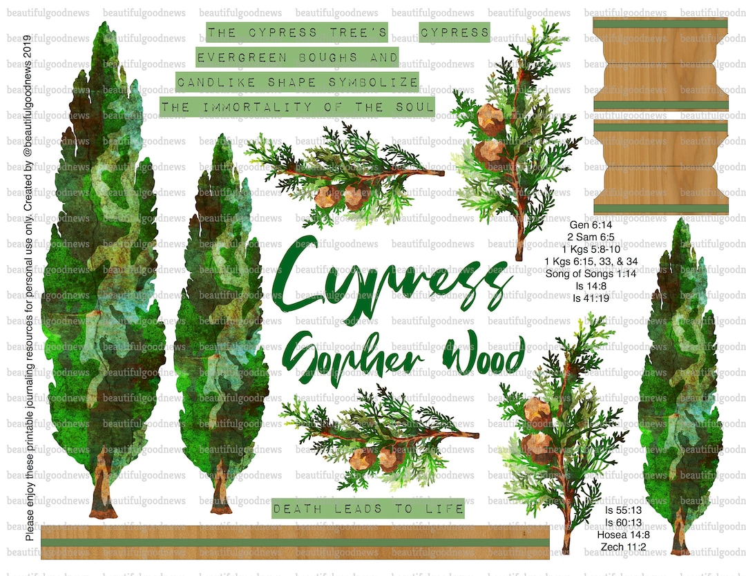 Cypress, Gopher Wood, Trees of the Bible, Beautifulgoodnews, Bible