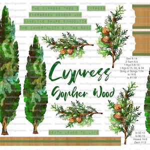 May include: Watercolor painting of a cypress tree with the text "Cypress Gopher Wood" and "Death Leads to Life". The image also includes scripture verses related to cypress wood.