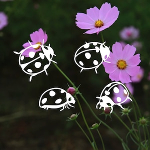 Puede incluir: Primer plano de flores de cosmos rosas con mariquitas blancas dibujadas sobre ellas. Las flores están enfocadas, mientras que el fondo está desenfocado.