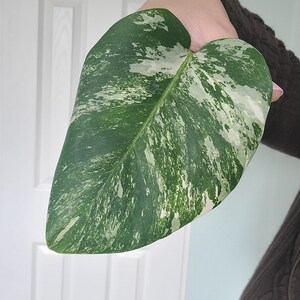 Monstera Albo Variegated cutting image 1