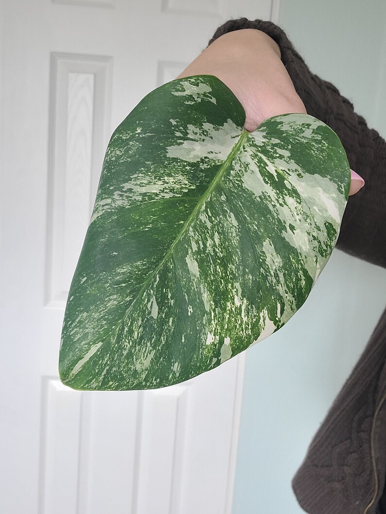 Monstera Albo Variegated cutting image 1