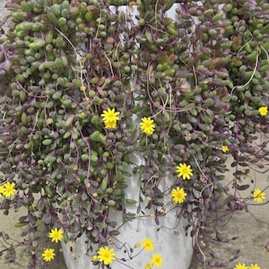May include: A potted succulent plant with trailing stems and small yellow flowers. The plant is in a white pot and is growing in a garden.