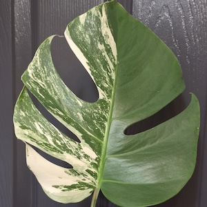 Può includere: Una singola foglia di Monstera deliciosa con motivi variegati in verde scuro e bianco crema. La foglia presenta caratteristiche fenestrature naturali, tra cui diverse fessure allungate e una netta separazione lungo il bordo sinistro.
