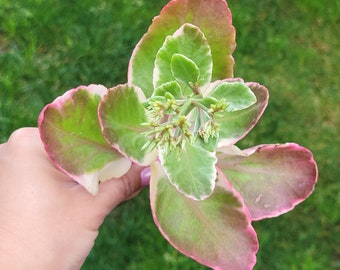 Variegated Kalanchoe Cream Scallops Succulent Cutting