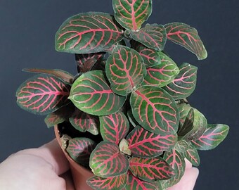 Ruby Red Fittonia, Nerve Plant, 2" Starter Houseplant