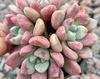 Real plants, Echeveria Sika Deer clusters