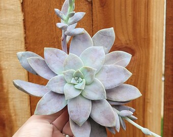 Purple Graptopetalum Superbum