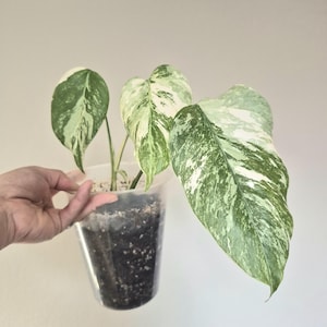 Rare Monstera - Etsy