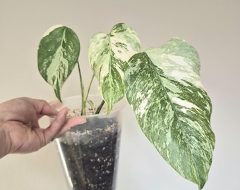 Healthy Rooted Monstera Albo Variegated Plant  FLASH SALE! Rooted Monstera Albo Variegata | Limited Quantity | Rare Houseplant