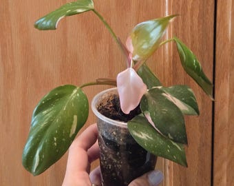 May include: A small potted plant with green leaves speckled with white and pink variegation. The plant is held in a clear plastic cup against a wooden background. The leaves have a glossy texture.