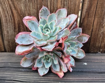 Echeveria Hera Imported Rare Korean Succulent