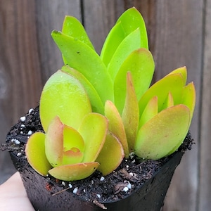 Crassula CampFire, Red pagoda, Crassula capitella