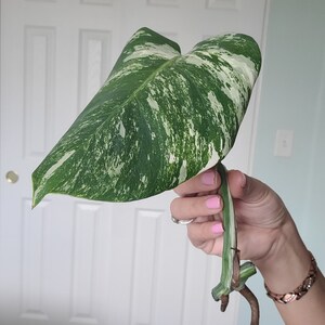 Monstera Albo Variegated cutting image 2