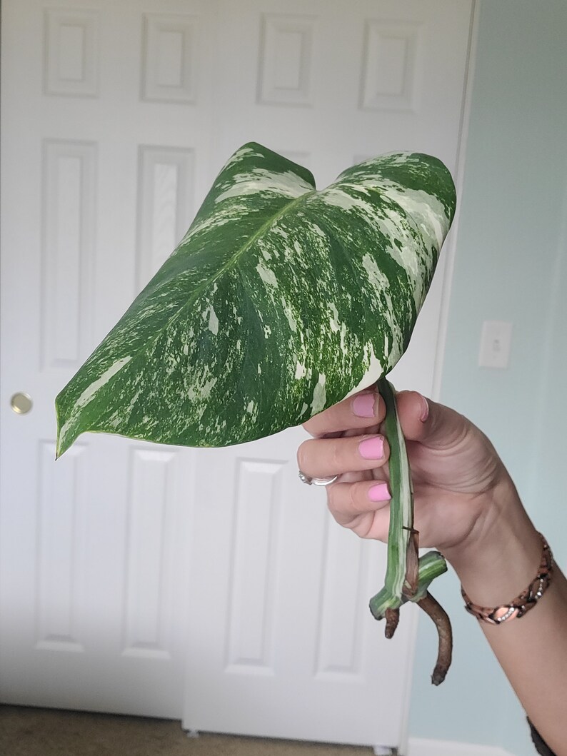 Monstera Albo Variegated cutting image 2