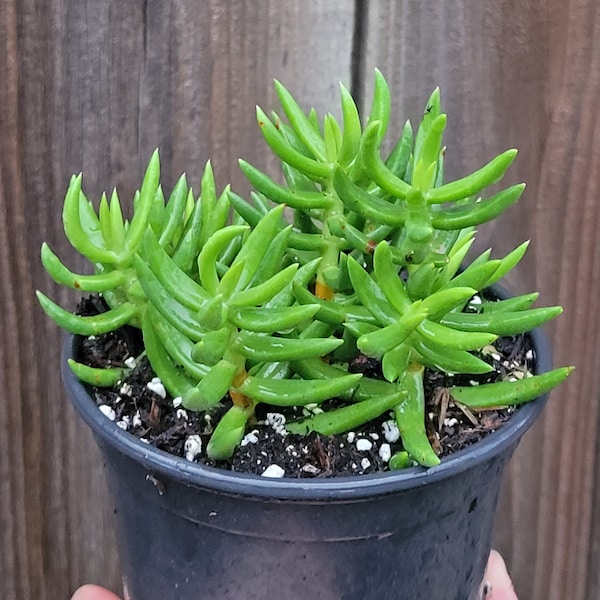 Miniature Pine Tree/ Crassula Tetragona