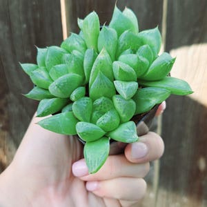Haworthia cymbiformis var. obtusa succulent Live
