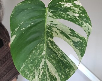 Highly variegated Monstera Albo