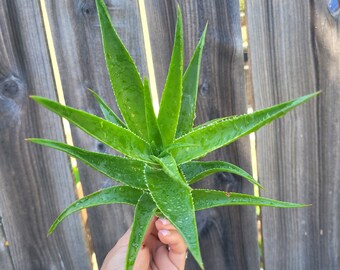 5 cuttings of Aloe Ciliaris Climbing Aloe 5 inch cutting succulent