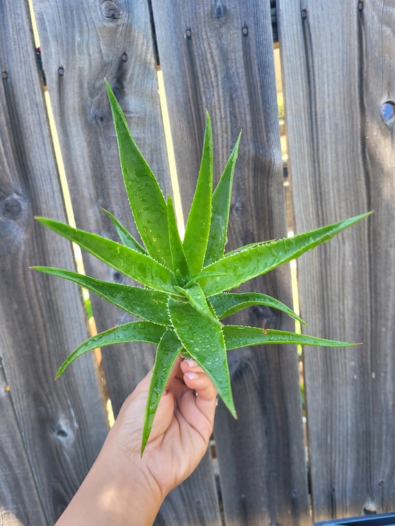 aloe vera kosten Aloe vera (Echte Aloe) kaufen