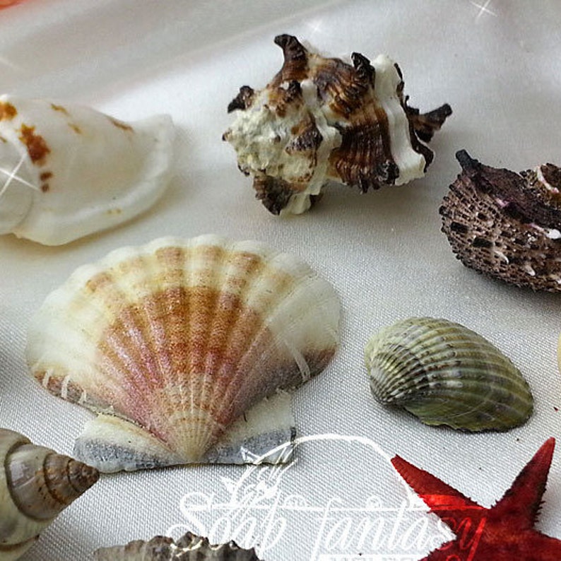 Seashell mini set silicone soap mold for soap making Maked from high quality silicone