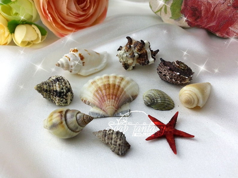 Seashell mini set silicone soap mold for soap making Maked from high quality silicone