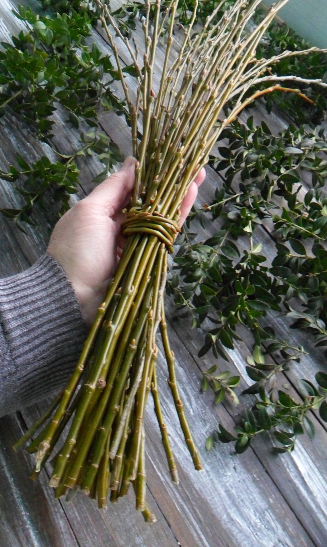 40 Green Willow Branches Length 23 Willow Twigs Set Etsy