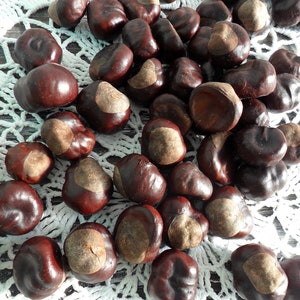 Horse chestnuts dry Set of 100 Chestnuts Natural craft supply Table decor Autumn decor Florist supplies Eco nature Forest gift Rustic fall