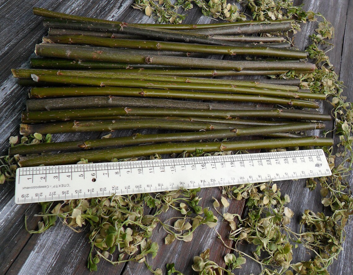 Willow sticks set of 20 pcs 12 long Dry branches Etsy
