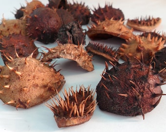 80 Peel horse chestnut Natural materials Dried chestnut for children&#39;s Crafting Vase filler Christmas Decoration Organic Floral supply Craft