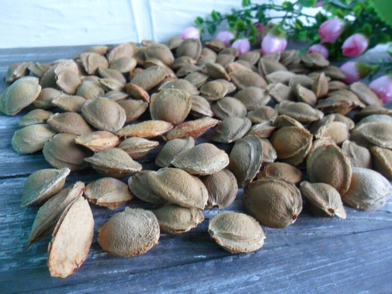 Apricot Pits Real Organic Dried Apricot Pits Apricot Pits Etsy