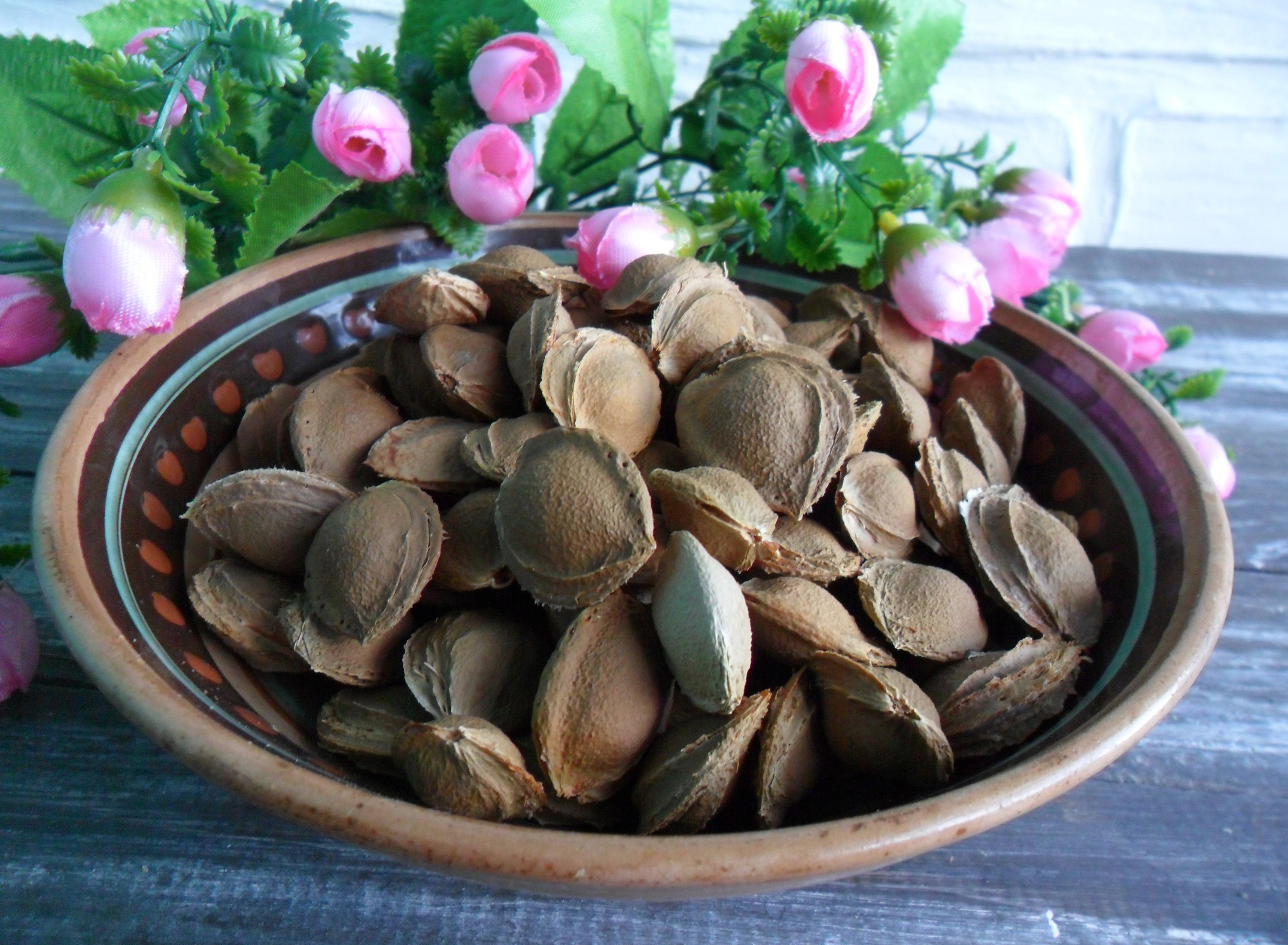 Apricot Pits Real Organic Dried Apricot Pits Apricot Pits Etsy