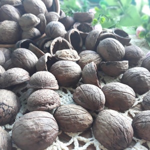 Set of 50 Walnut shell halves round Organic Natural Ornament Craft Supplies Natural light Walnut halves creativity Walnut slice Natural wood