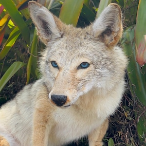 May include: A close-up of a coyote with light tan and cream-colored fur. The coyote has striking blue eyes and a black nose. The background features green and red-tinged plants.