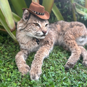 Bobcat Soft Mount - Fully Posable