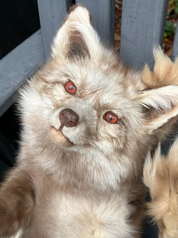 European Snow Glow Soft Mount Fox Fully Posable - Etsy