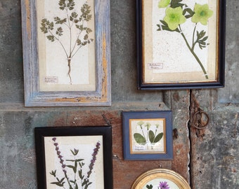 Set of 5 dried flower paintings in vintage wooden frame - Paintings with dried flowers