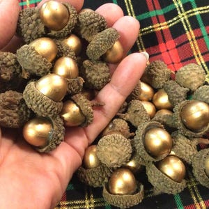 Acorns & Caps/Gold Plastic Oak Tree Acorns w/ Real Natural Caps/Christmas-Thanksgiving DIY Craft Supply Decor/38 Piece SET/Handmade/Vintage