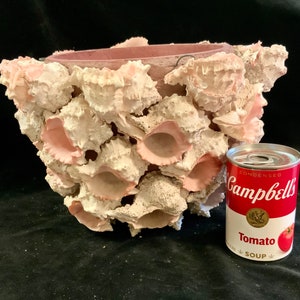 Shell Encrusted Planter-Plant Pot-Flowerpot-Vase-Bowl/Spiny Murex Seashell/Nautical/Coastal/Beach/Large-Jumbo/Handmade/Vintage 1990s