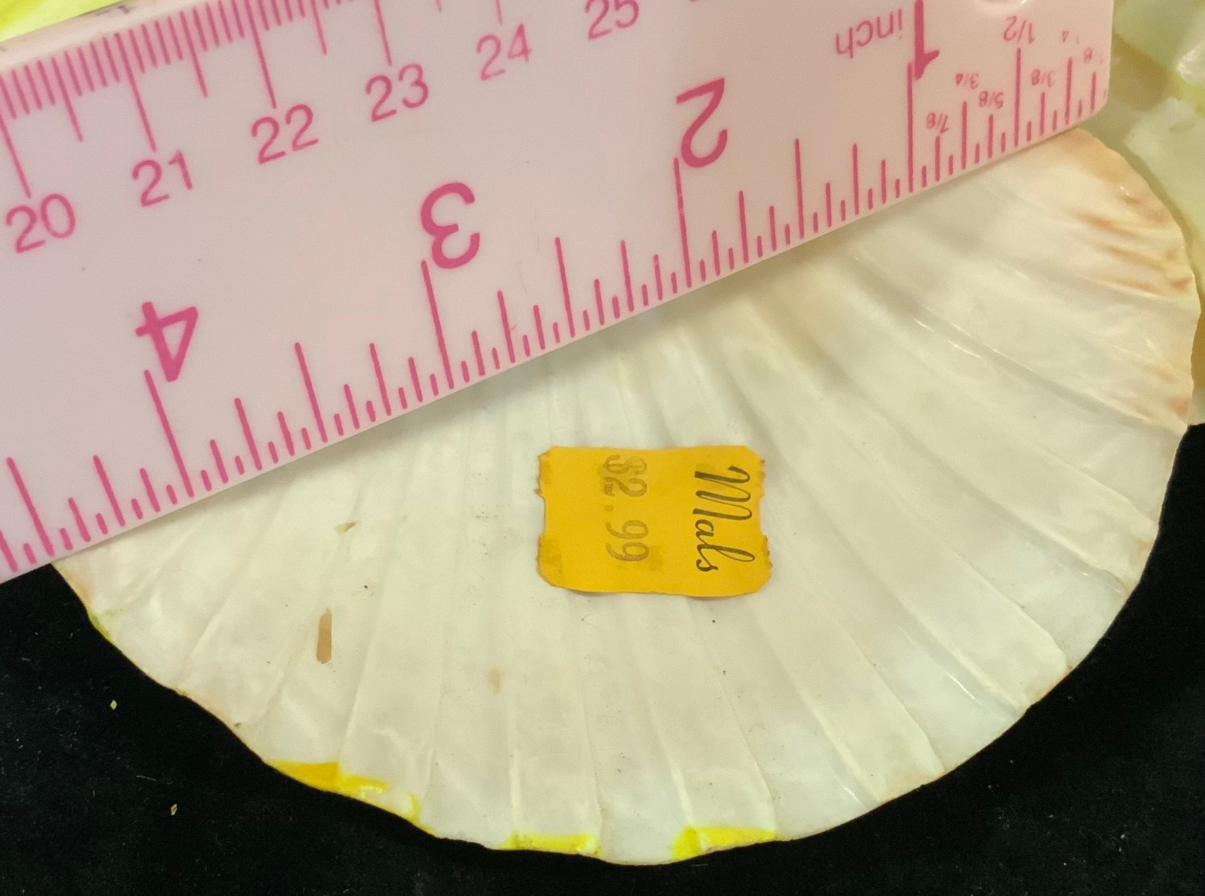 Shell Doll Figurine Knick Knack/florida Souvenir/scallop Shell Doll Figurine Knick Knack/florida Souvenir/scallop