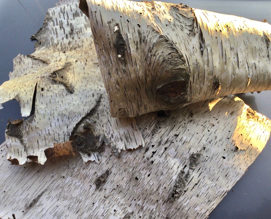 Real Birch Bark Pieces Large 3 Piece Set 15x1810x2013x18 Etsy