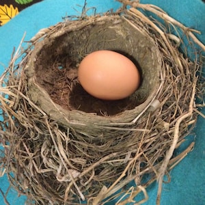 Bird Nest Specimen/Robin’s Nest/Genuine Nature Curiosity/Dried Straw+Twigs+Mud/Christmas-Easter Decor/Craft Supply/Large 6x7”/Vintage