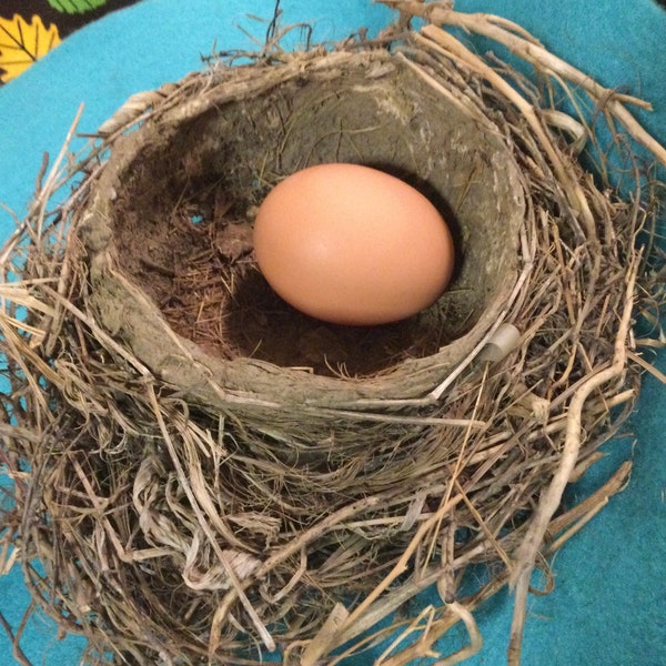 Bird Nest Specimen/Genuine Nature Curiosity/Dried Straw+Twigs+Mud/Christmas-Easter Decor/Craft Supply/Large 6x7”/Vintage